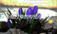 冷酷校草的专宠小